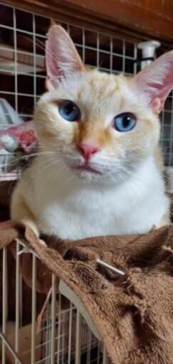 目がキレイな大きな猫さん オス5キロ みるく 首里の猫の里親募集 ジモティー