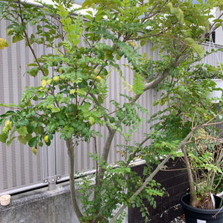 トネリコの木　剪定済　約2m