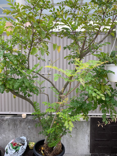 トネリコの木 剪定済 約2m - その他 