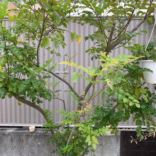 トネリコの木　剪定済　約2m トネリコの木 剪定済 約2m