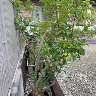 トネリコの木 剪定済 約2m