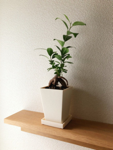 観葉植物　ガジュマル⑦　39cm　3号鉢と受け皿付き