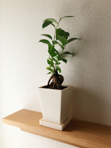 観葉植物　ガジュマル⑧　39cm　3号鉢と受け皿付き