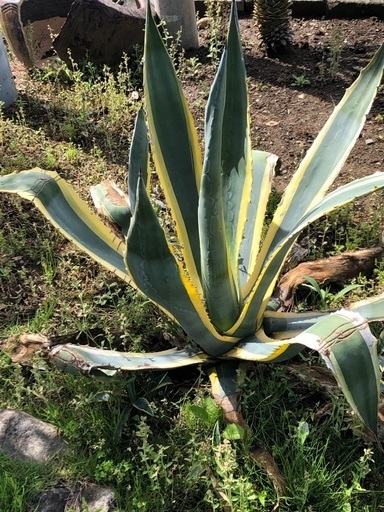 斑入りリュウゼツランその2、さらに発色と大きくなりました