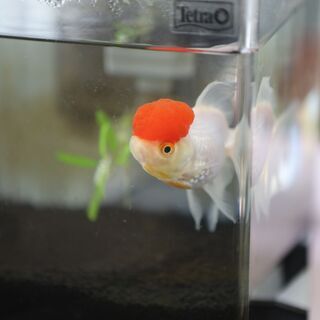 かわいい　丹頂　金魚　一匹 − 東京都