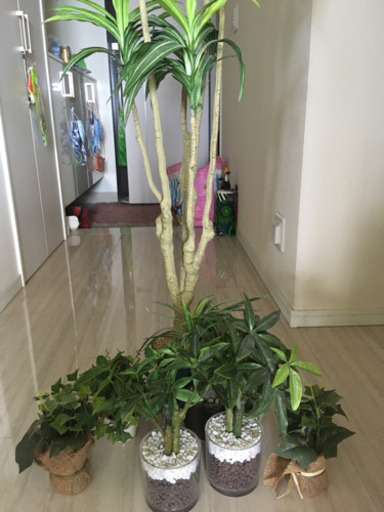 観葉植物セット