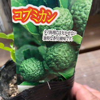 中古コブミカンが無料 格安で買える ジモティー