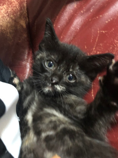 サビの子猫ちゃんの里親様募集 相川勝哉 都城の猫の里親募集 ジモティー