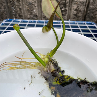 コウホネ（水生植物）（決まりました）