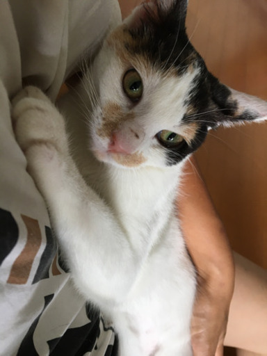 生後半年ミケのデレ猫ごまちゃん Dandelion 沖縄の猫の里親募集 ジモティー