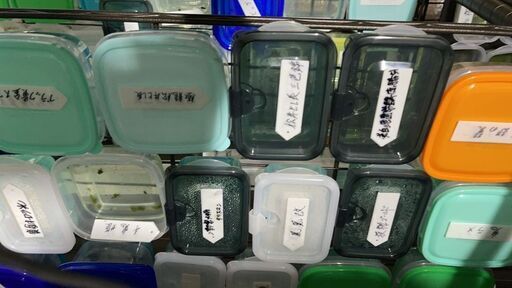 メダカ卵土 日限定販売１０個 A 増量 停止中 Mizuki 直方のその他の中古あげます 譲ります ジモティーで不用品の処分