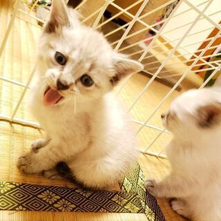【里親様決定★】生後1ヶ月少しの白MIX｢ミイちゃん｣♦ - 猫