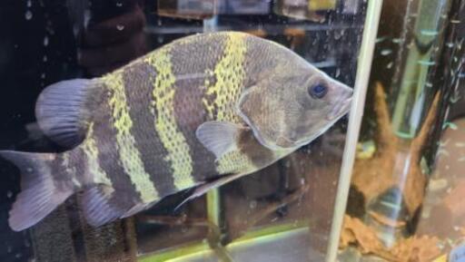 ニューギニアダトニオ25cm 格安