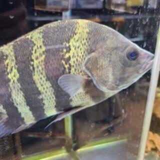 ニューギニアダトニオ25cm 格安