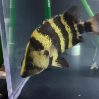 ニューギニアダトニオ25cm 格安 - その他