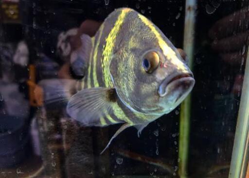 ニューギニアダトニオ25cm 格安