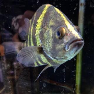 ニューギニアダトニオ25cm 格安