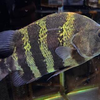 ニューギニアダトニオ25cm 格安