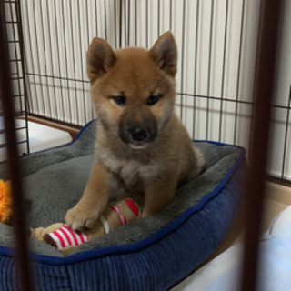 里親募集　柴犬子犬　（6ヶ月