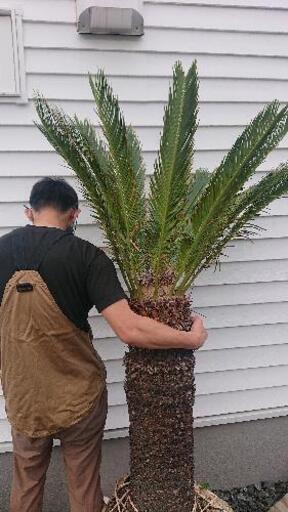 ソテツ 極太株 ドライガーデン カルフォルニアスタイル 送料込み価格