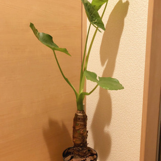 観葉植物　大きなクワズイモ　90cm　ACTUSのおしゃれな5号鉢付き