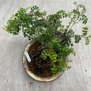 盆栽【テリハノイバラ】