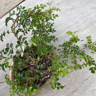 盆栽【テリハノイバラ】