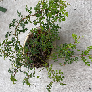 盆栽【テリハノイバラ】