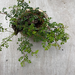 盆栽【テリハノイバラ】