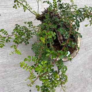 盆栽【テリハノイバラ】