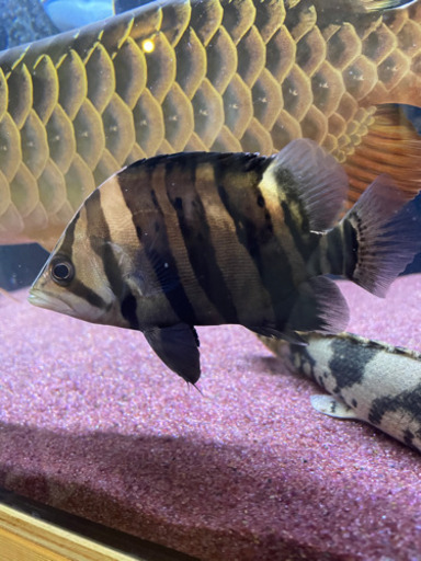 ダトニオ