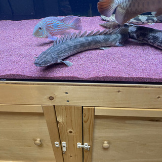 ポリプテルス　ラプラディ