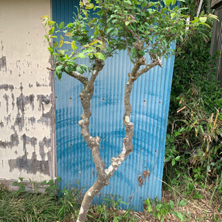 ナンテンの様な 赤い実のなる木　鑑賞用 🌳