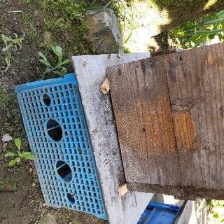 今日日本蜜蜂が文蜂しましたよかったらお譲りします 節約 