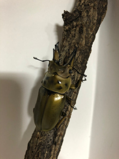 ババオウゴンオニクワガタ　ペア