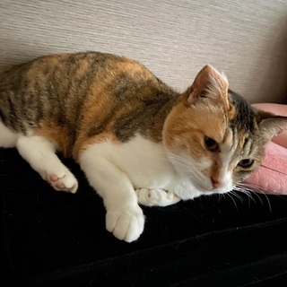 成猫の新しい飼い主さんを募集してます。 − 埼玉県