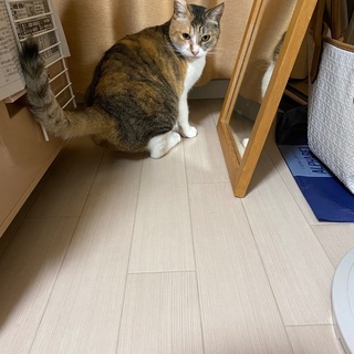 成猫の新しい飼い主さんを募集してます。 - 猫