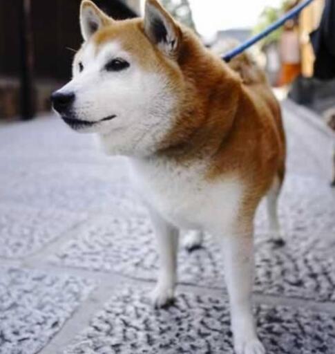 支援物資お譲り頂ける方 保護犬 活動ボランティア 療法食他 みきてぃ 駒川中野の買いたい くださいの助け合い ジモティー 支援物資お譲り頂ける方 保護犬 活動ボランティア 療法食他 みきてぃ 駒川中野の買いたい くださいの助け合い ジモティー