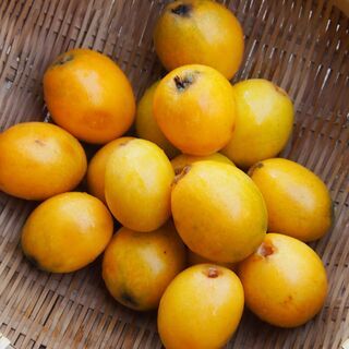 長崎産　びわ　ビワ　果実　果物　500グラムから１キロ