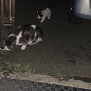 至急！親子猫の里親さん募集　無事里親さん決まりました − 宮城県