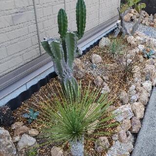 サボテン🌵等の植物引き取ります🌴