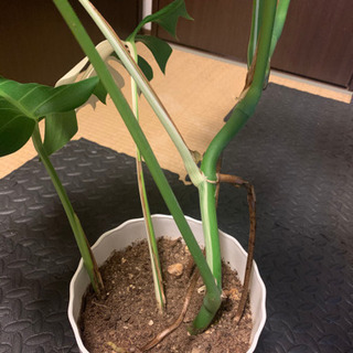 モンステラ　ハーフムーン