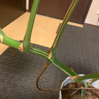 モンステラ　ハーフムーン