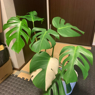 モンステラ　ハーフムーン