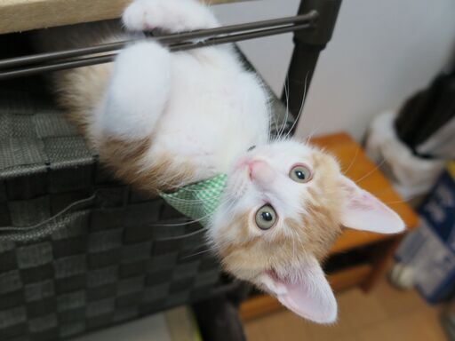 寂しがりやで気が優しい 煮たまごくん にゃんと道場 らっく 横浜の猫の里親募集 ジモティー 寂しがりやで気が優しい 煮たまごくん にゃんと道場 らっく 横浜の猫の里親募集 ジモティー