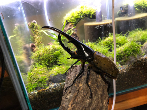 カブトムシ　クワガタ　販売可能リスト