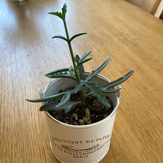 この植物の名前を教えてください