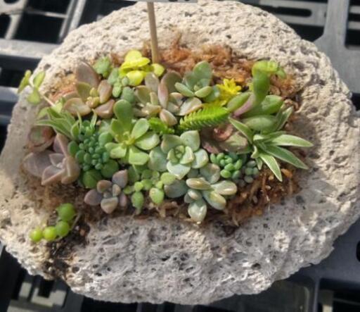 多肉植物寄せ植え 手作り軽石鉢 舞夢 薩摩松元のその他の中古あげます 譲ります ジモティーで不用品の処分