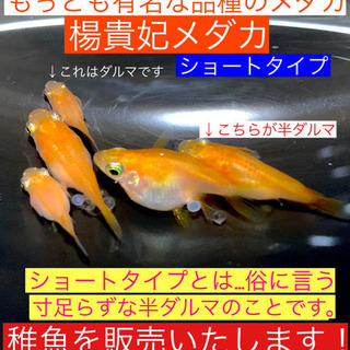 メダカの稚魚販売します❾楊貴妃ショートボディ❤️いわゆる半ダルマ...