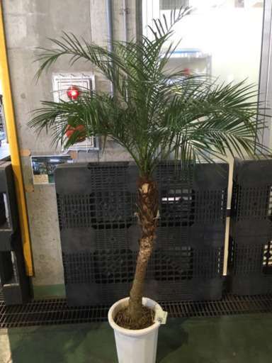 観葉植物　フェニックロベ